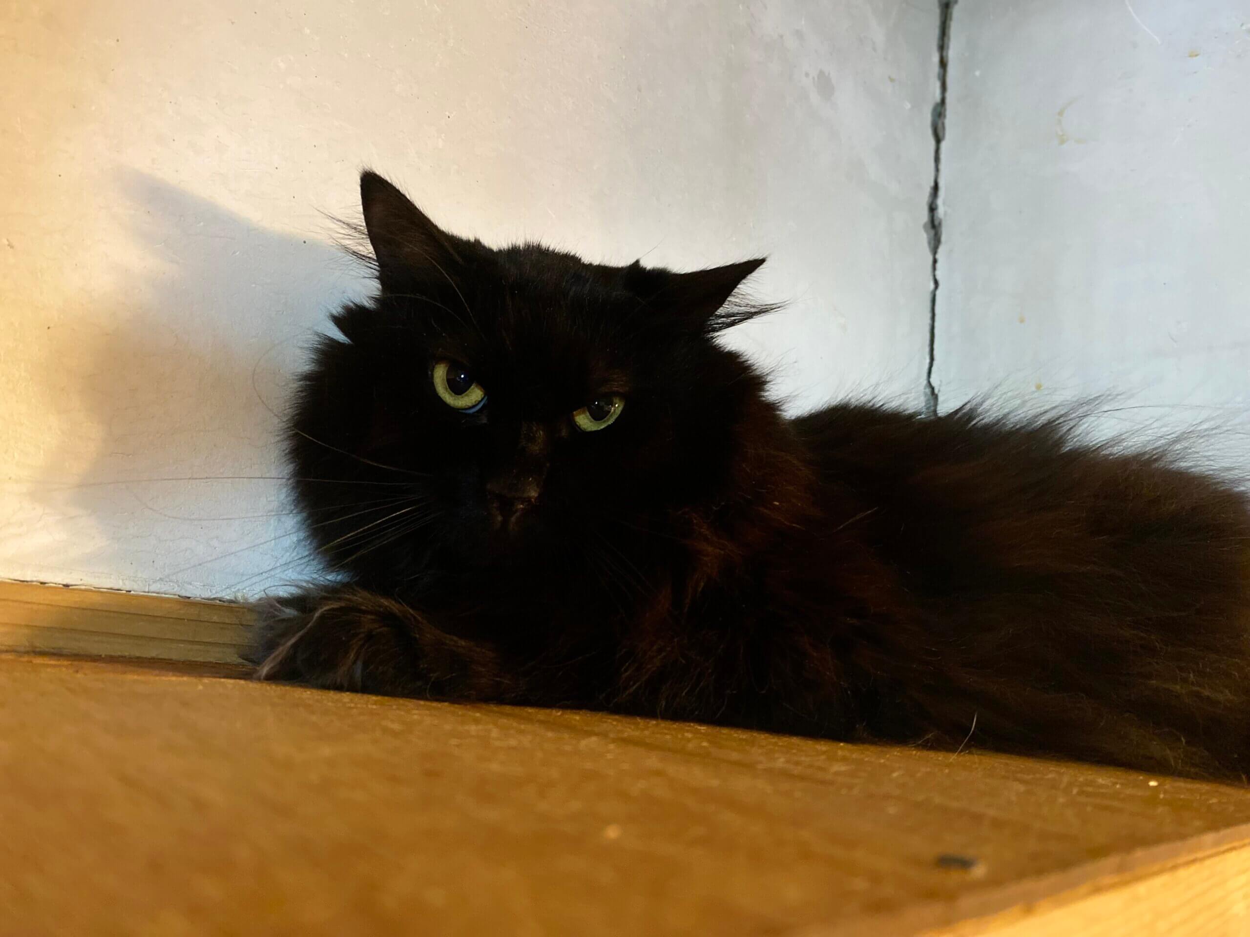 柚鈴(ゆりん)【お茶の水】→ユークリッド | ネコリパブリック｜日本の