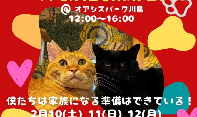 東海地区最大！子猫・保護猫譲渡会を開催！会場はオアシスパーク川島😺一期一会の運命の家族を探しませんか🤝💖