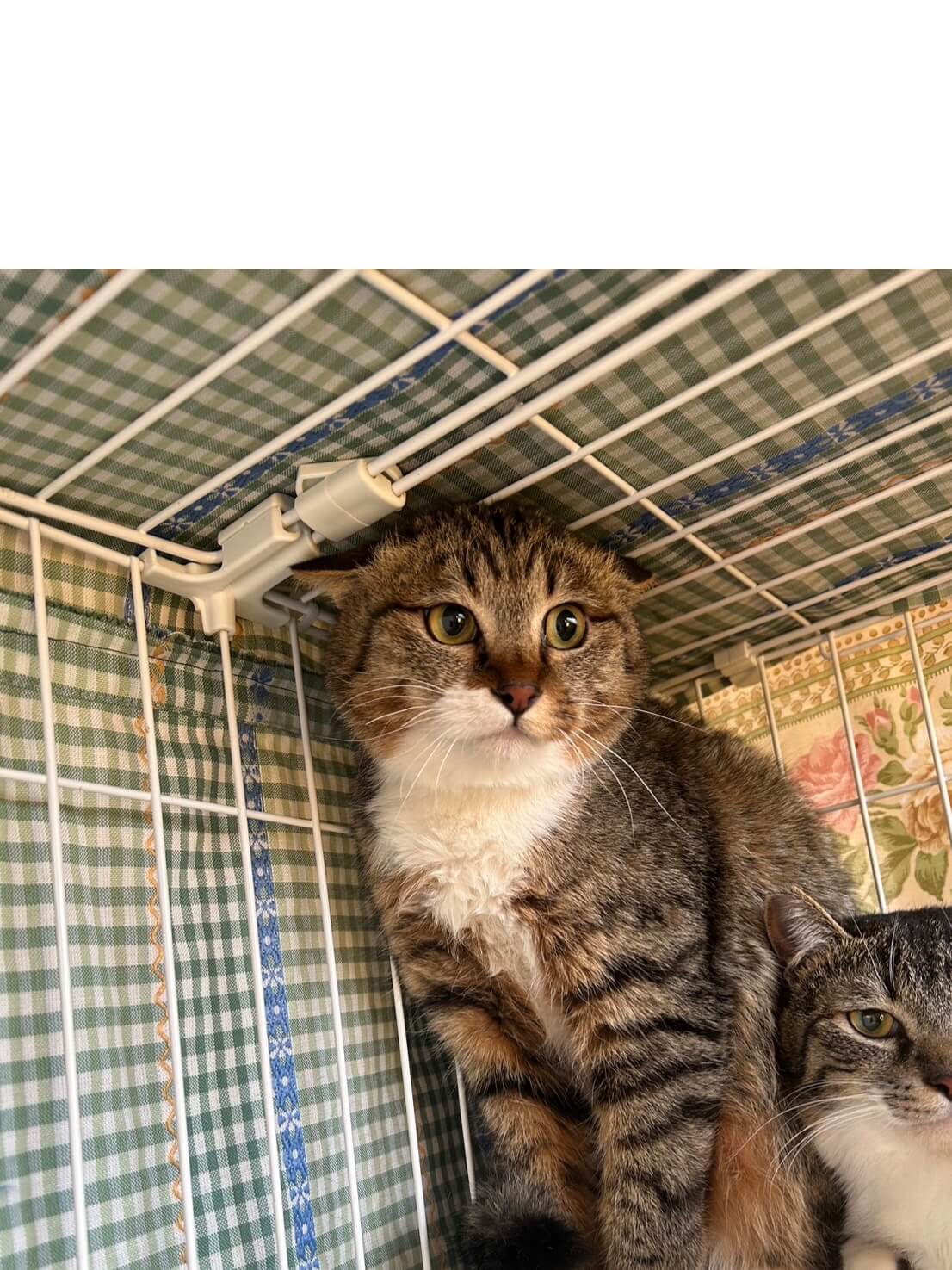 しゃーお【岐阜店】 | ネコリパブリック｜日本の猫の殺処分をゼロに！