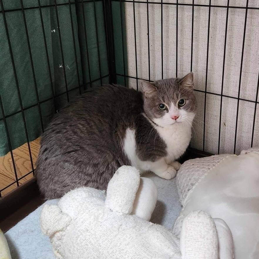 ヴィエノワ【ちびびの森シェルター】→百花(ももか) | ネコリ