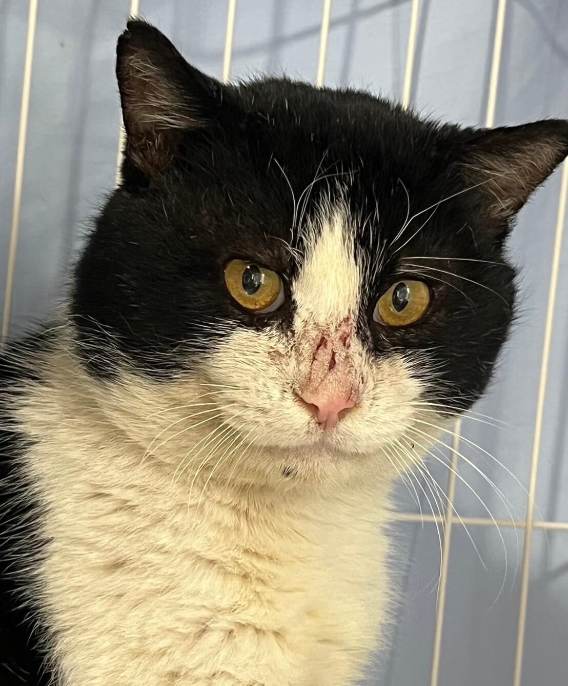 猫おにぎり様確認用 猫おにぎり様 確認用