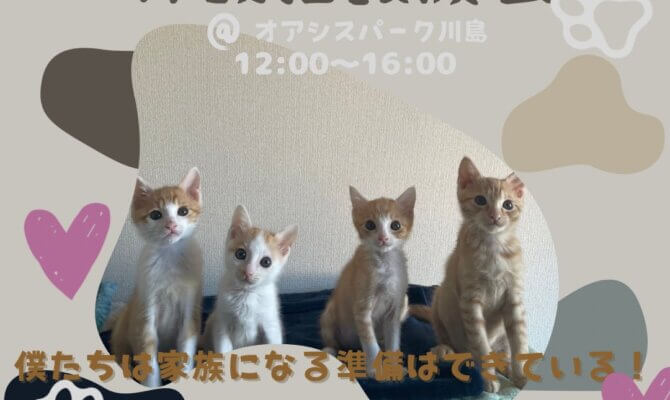 子猫・保護猫譲渡会を開催！新しい春、新しい家族と迎えませんか？🌸＠オアシスパーク川島