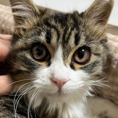 エンジェル【大阪TNTA部】➡なごみ