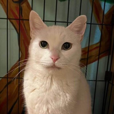                                 水無月【大阪ねこ浴場】