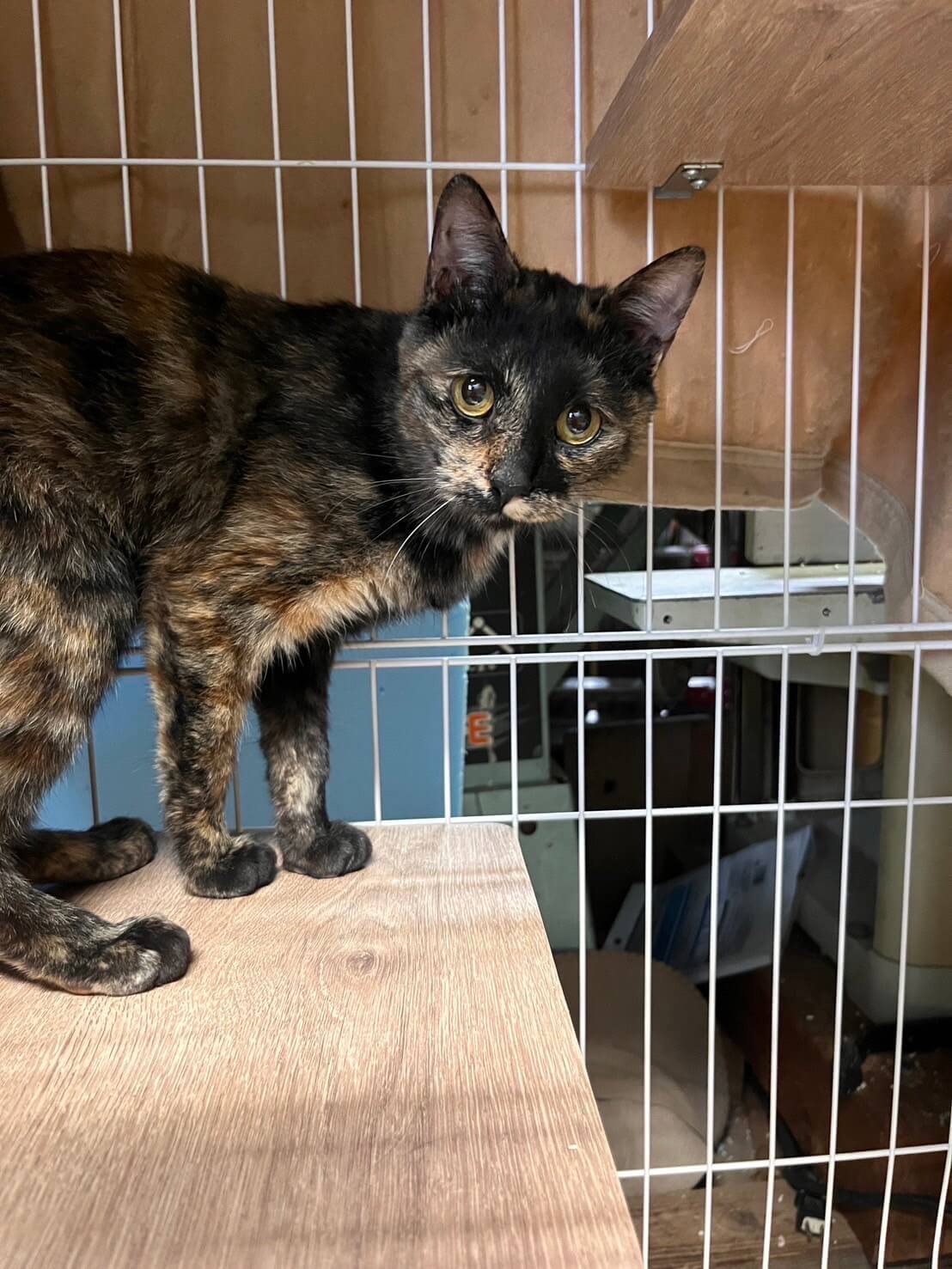 宝立アバローニ【岐阜店】→ 葵代(きよ) | ネコリパブリック｜日本の猫