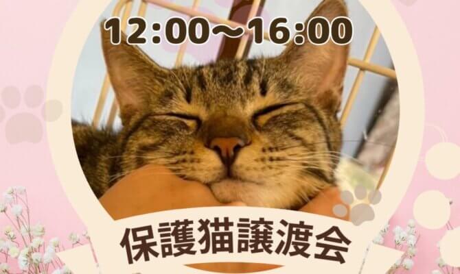 子猫・保護猫譲渡会を開催！被災地から繋いだ命のバトンリレーを繋ぎませんか？＠オアシスパーク