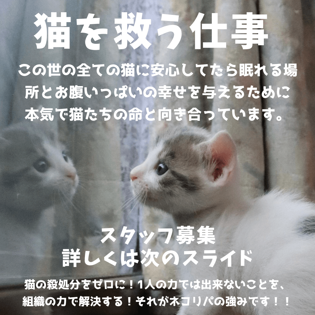 スタッフ募集!業務拡大のため、一緒に猫助けをしてくださる スタッフ募集!業務拡大のため、一緒に猫助けをしてくださる
