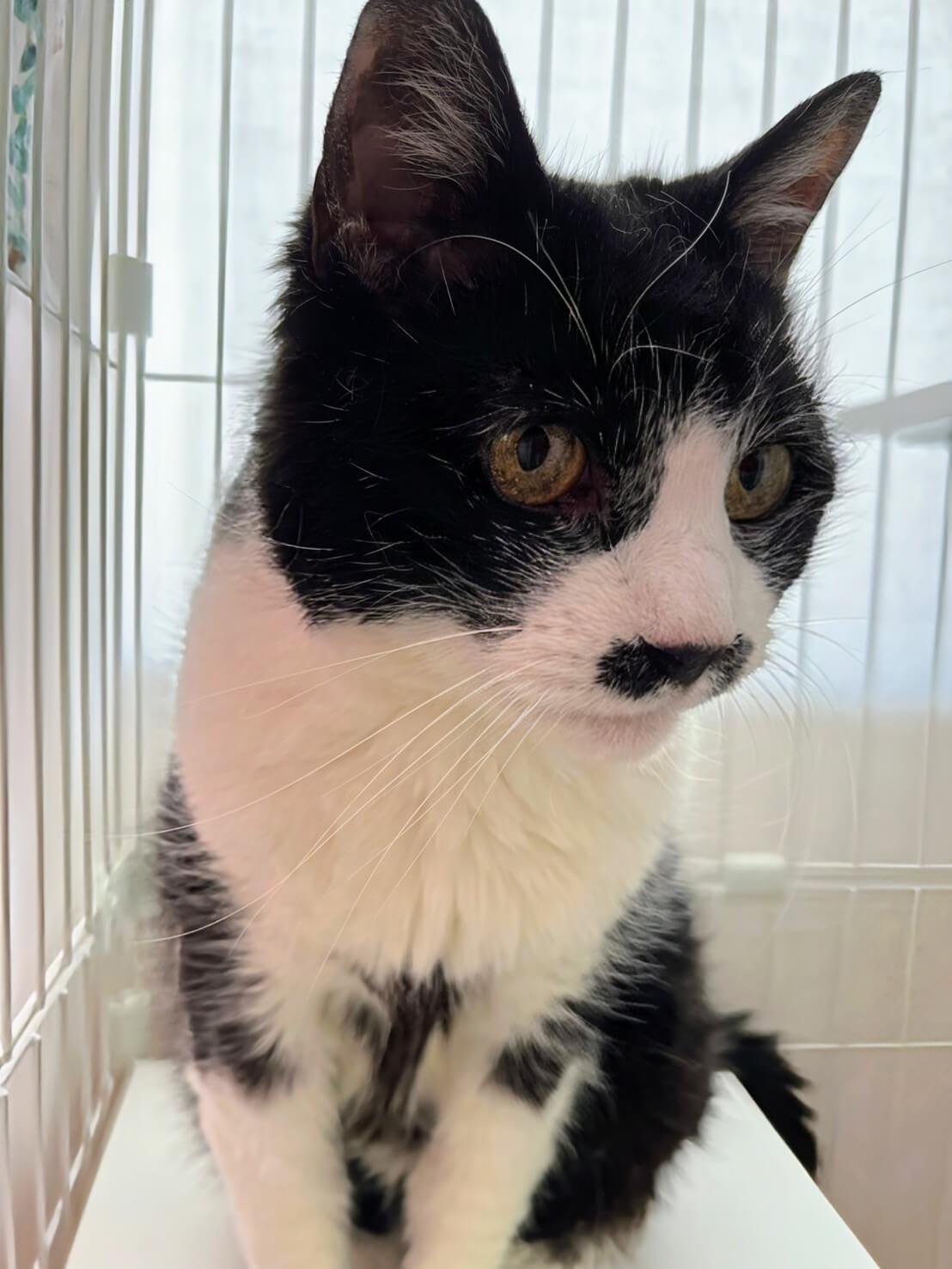 ナポちゃん【高円寺】 | ネコリパブリック｜日本の猫の殺処分をゼロに！