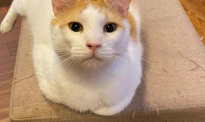 谷中店〜めいほう〜