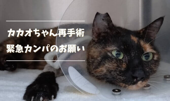 緊急カンパのお願い【カカオちゃん再手術】