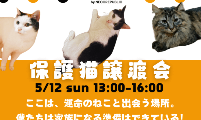 保護中: ✨キャットマッチングハウスOPEN✨毎月第2日曜日開催の保護猫譲渡会🐈