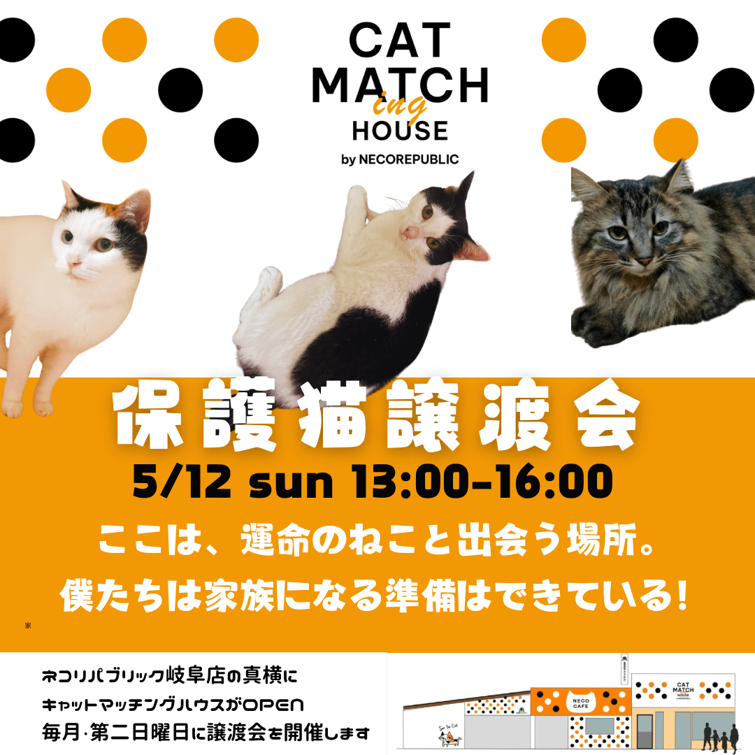 ✨キャットマッチングハウスOPEN✨毎月第2日曜日開催の保護猫譲渡会