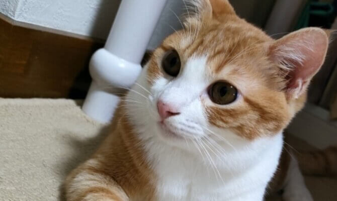 5/30フラガール😺元気にトライアルへ
