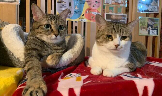 グリ&グラ、トライアルへ出発❗️