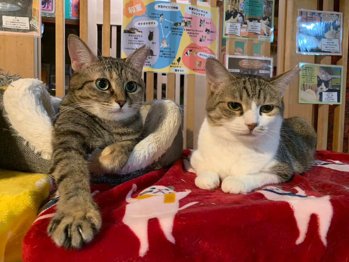 かわいい猫の飼い方　浜野行雄 かわいい猫の飼い方浜野行雄