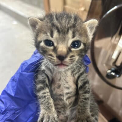 猛(たけし)【高円寺】