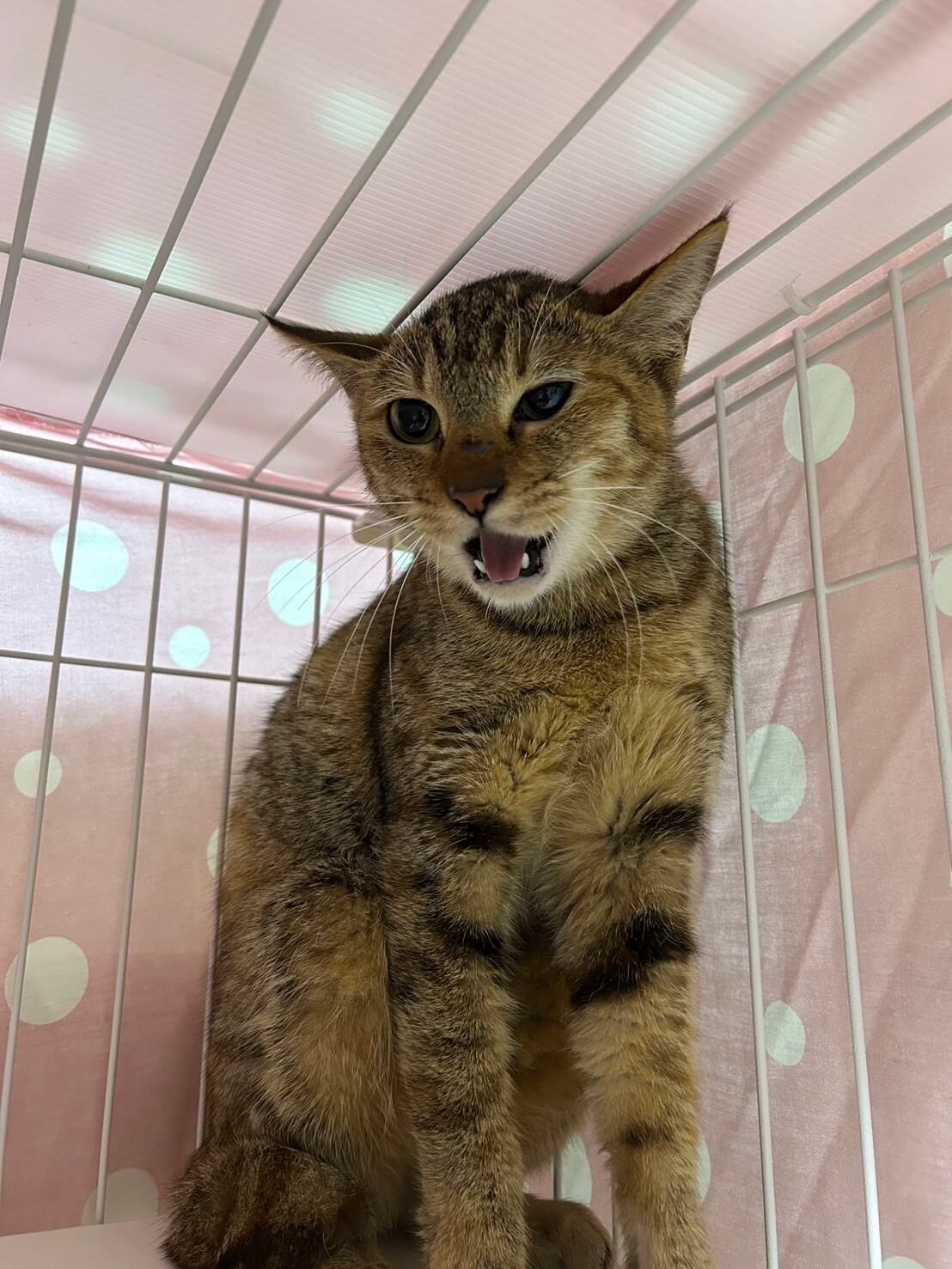 こひな【お茶の水店】→こあげ | ネコリパブリック｜日本の猫の殺処分