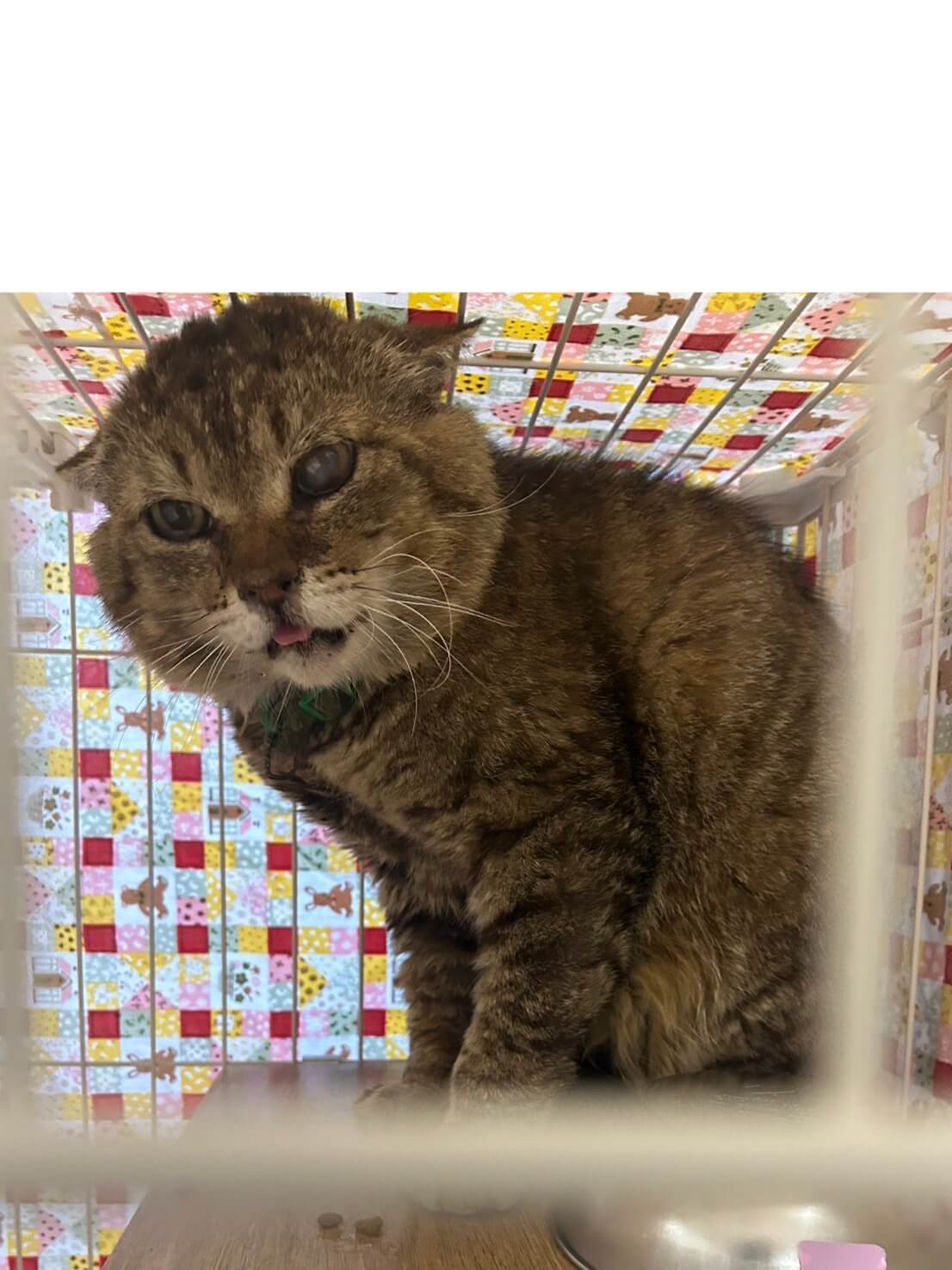 イギリス製デコパージュ猫　立ち姿の凛々しいデコパージュされた猫ちゃん！ イギリス製デコパージュ猫 立ち姿の凛々しいデコパージュされた猫