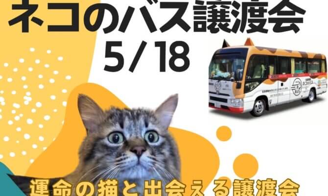保護猫譲渡会inイオンモール大垣🐈被災地からレスキューした猫たちも参加！
