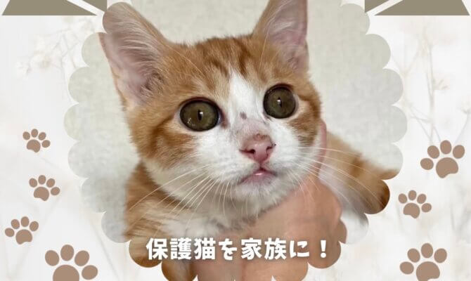 子猫・保護猫譲渡会を開催！大事な家族の一員をお迎えしませんか？＠オアシスパーク