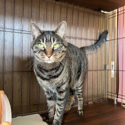                                 夕子【谷中店】→ふゆ