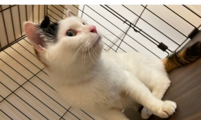 6/1甘えん坊スグまろ😻トライアルへ