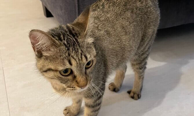 6/14フリージア😸長い治療から元気になってずっとのお家へ