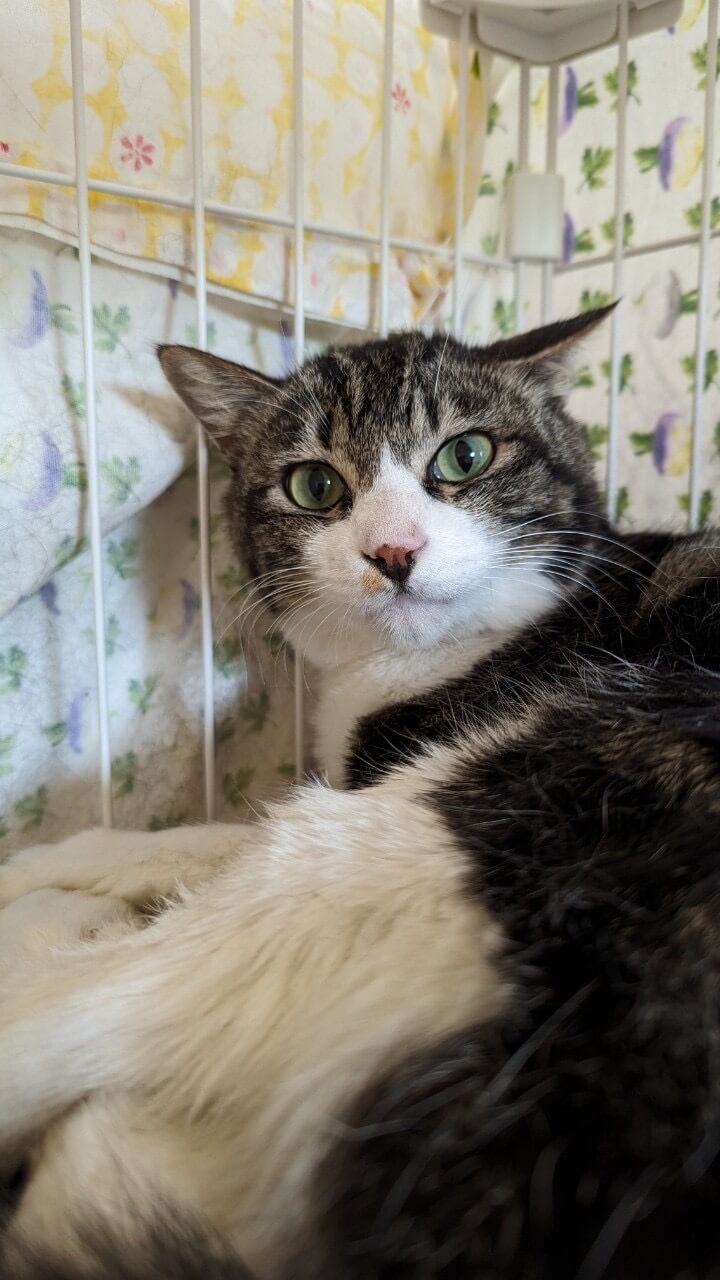 タイムセール　バカラ　ネコ　フィギュリン　アクロバットキャット　猫　ねこ　廃盤 バカラ エジプシャンキャット クリスタル フィギュリン Baccarat 猫