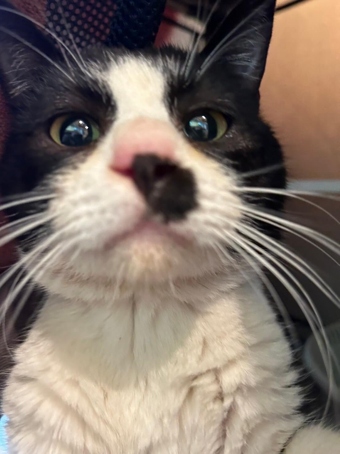 上戸アンブレ【お茶の水】→むう | ネコリパブリック｜日本の猫の殺