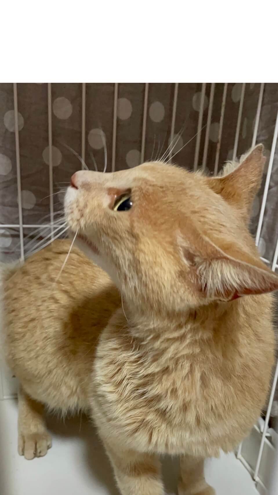 かつぶし【お茶の水】→佐一(さいち) | ネコリパブリック｜日本の猫の