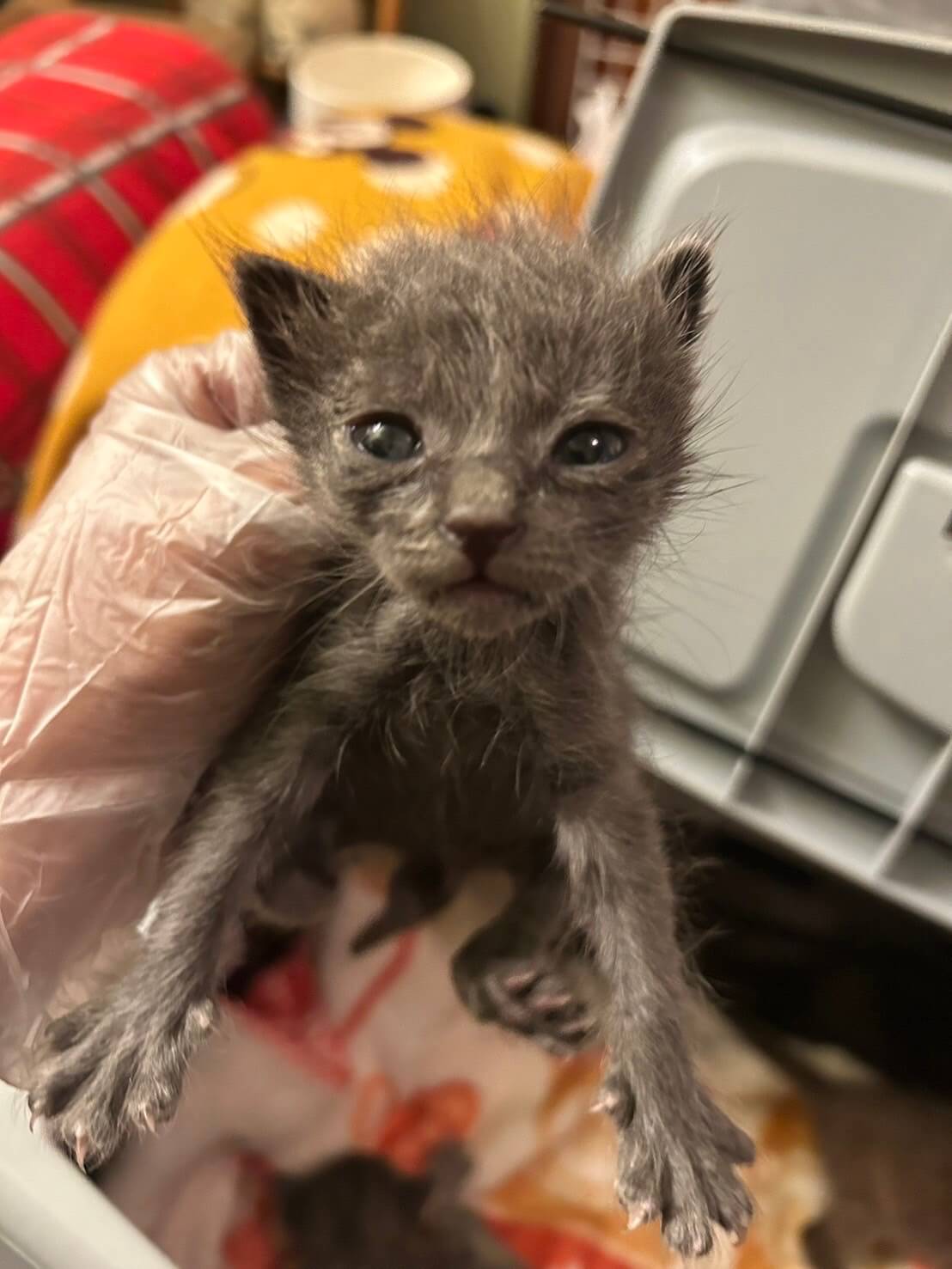 にゃん十郎【岐阜店】→ムク | ネコリパブリック｜日本の猫の殺処分を