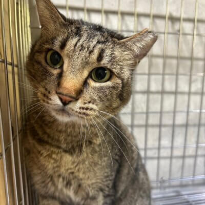 ライマル【忍者猫カフェ猫影】