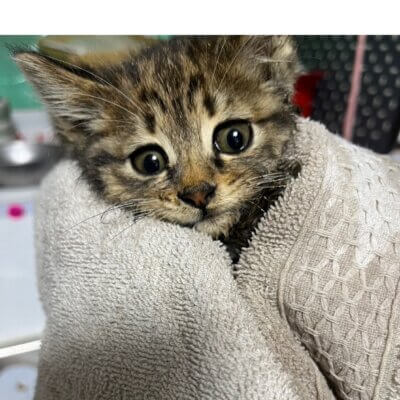 さんしょくだんご【ちびびの森シェルター】