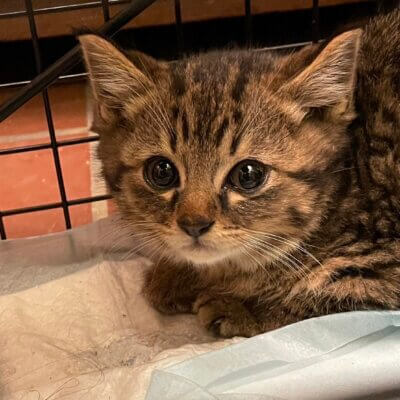                                 ずんだもち【ちびびの森シェルター】→コウ