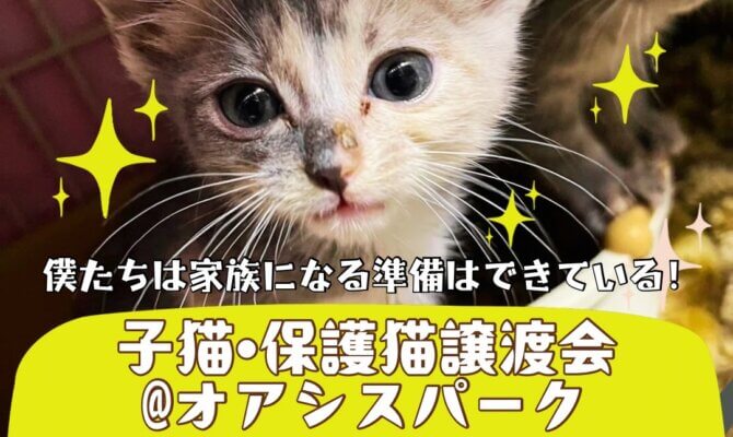 子猫・保護猫譲渡会を開催！僕たちは家族になる準備はできている！＠オアシスパーク