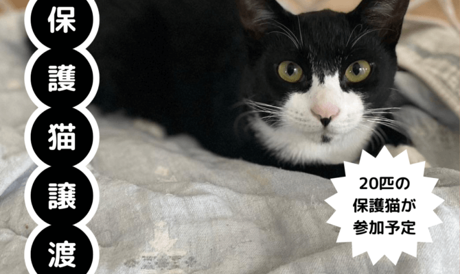 猫浴場に子猫がやってくる！！猫浴場譲渡会開催決定！7月は江戸堀BEEFにて開催いたします♨