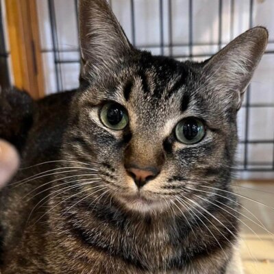 チエ【大阪ねこ浴場】