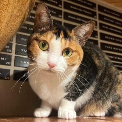                                 ひのき【大阪ねこ浴場】