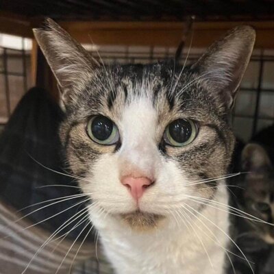 こてつ【大阪ねこ浴場】