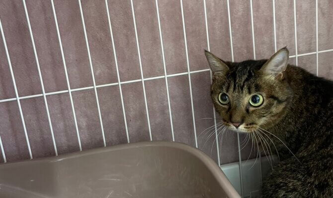 7/5 スリゴロになった😽スナフキンずっとのお家へ