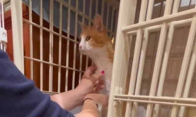7/13被災地から来たチョビ😺家族の元に帰宅します🏠