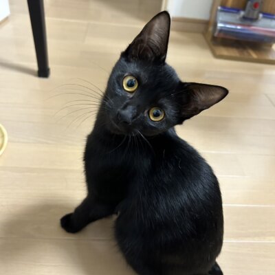 ライナス【ネコリパハウス大阪泉佐野】