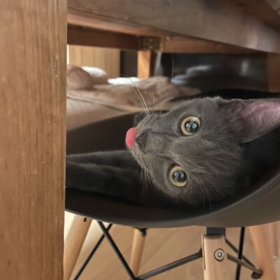 ベネディクト【ネコリパハウス大阪泉佐野】
