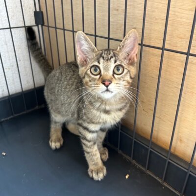 とら【ネコリパハウス大阪泉佐野】