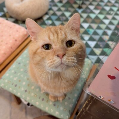 虎太(こた)【岐阜店】