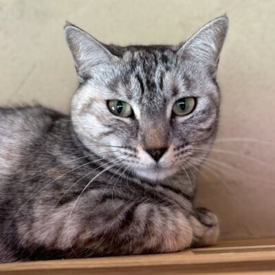 めんこ【岐阜店】