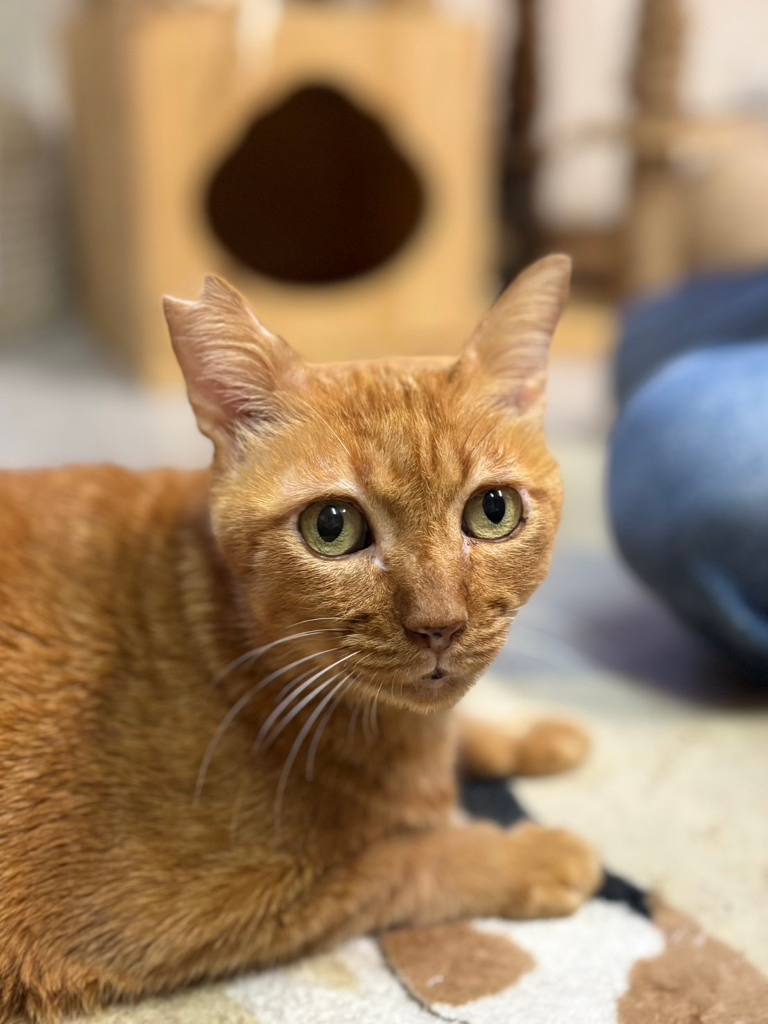 かわいい猫の飼い方　浜野行雄 かわいい猫の飼い方 浜野行雄 （かわいい猫の飼い方/日本文芸社