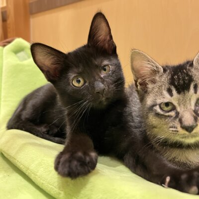 もりお→ネロ【千葉店】