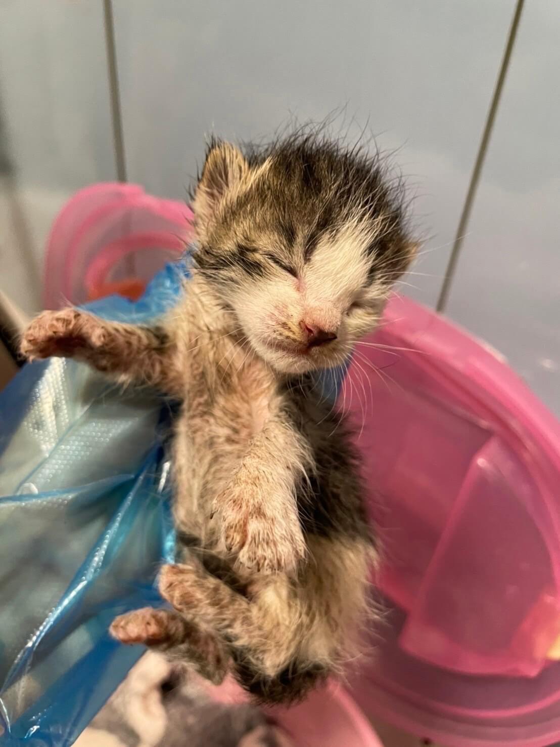 モーちゃん【ちびびの森シェルター】→鈴(すず) | ネコリパブリック