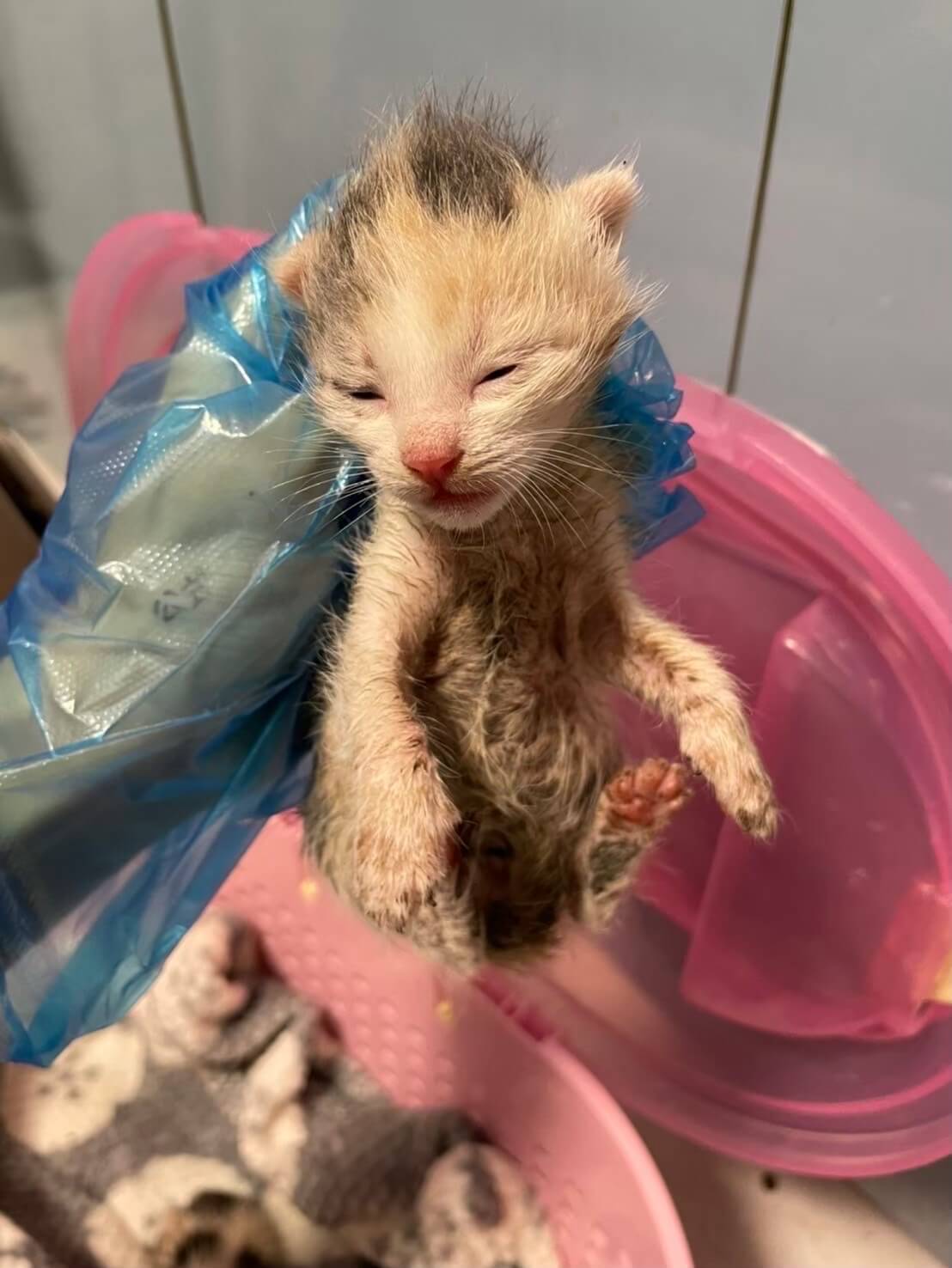 ミケ猫ฅ^•ω•^ฅ★ Post by ミケの人😸 on X: 🐈🐈‍⬛